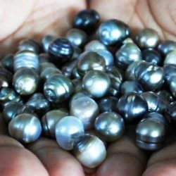 Do you want to know About Tahitian Pearls?