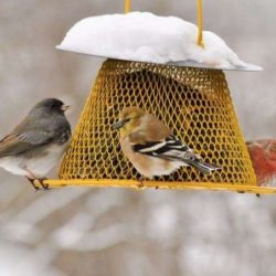 Where to Place Bird Feeders and Bird Houses in Your Garden