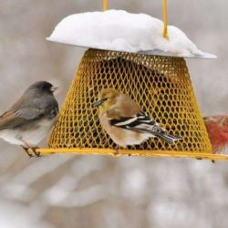 Where to Place Bird Feeders and Bird Houses in Your Garden