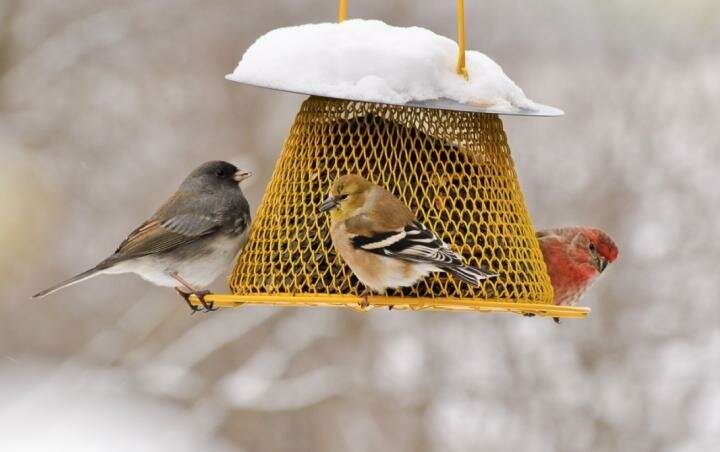 Where to Place Bird Feeders and Bird Houses in Your Garden