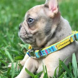 What are the common diseases for a French bull dog?