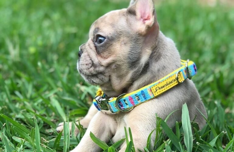 What are the common diseases for a French bull dog?