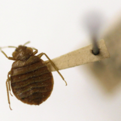 Surprising hiding places of bed bugs that you don’t know