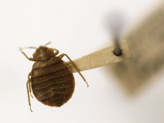 Surprising hiding places of bed bugs that you don’t know