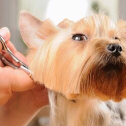 Grooming Services for your dog at home