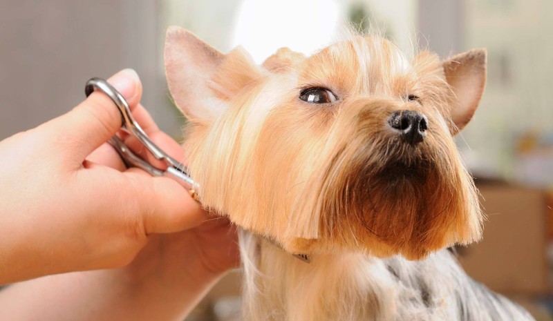 Grooming Services for your dog at home