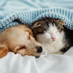 Should you adopt a young puppy and also a kitty at the same time?