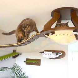 How to Set Up a Cat Gym at Home