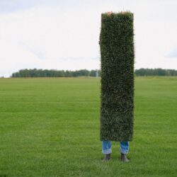 A Guide to Selecting the Best Turf Company for Your Needs
