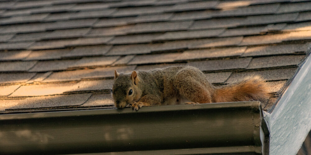 How to Safely Handle Squirrel Abduction and Remove Them from Your Property