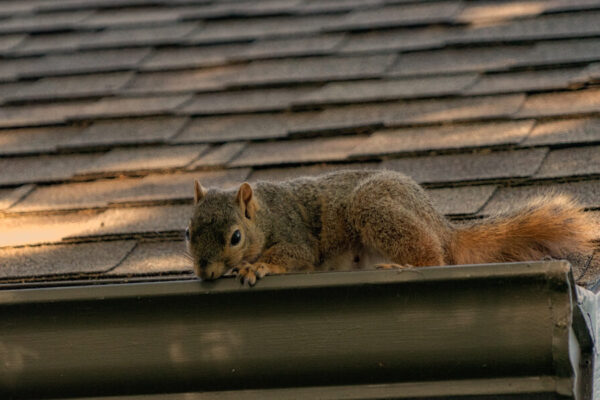 How to Safely Handle Squirrel Abduction and Remove Them from Your Property