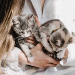 Why Adopting a Cat is Better Than Buying One