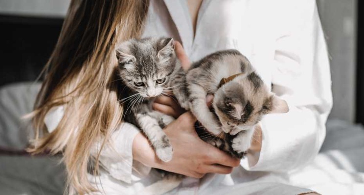 Why Adopting a Cat is Better Than Buying One